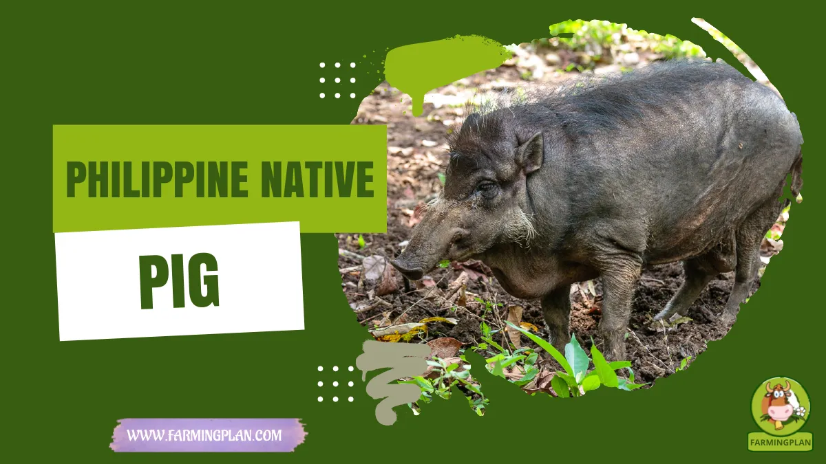 philippine native pig