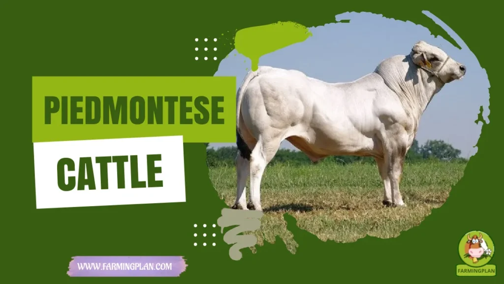 piedmontese cattle