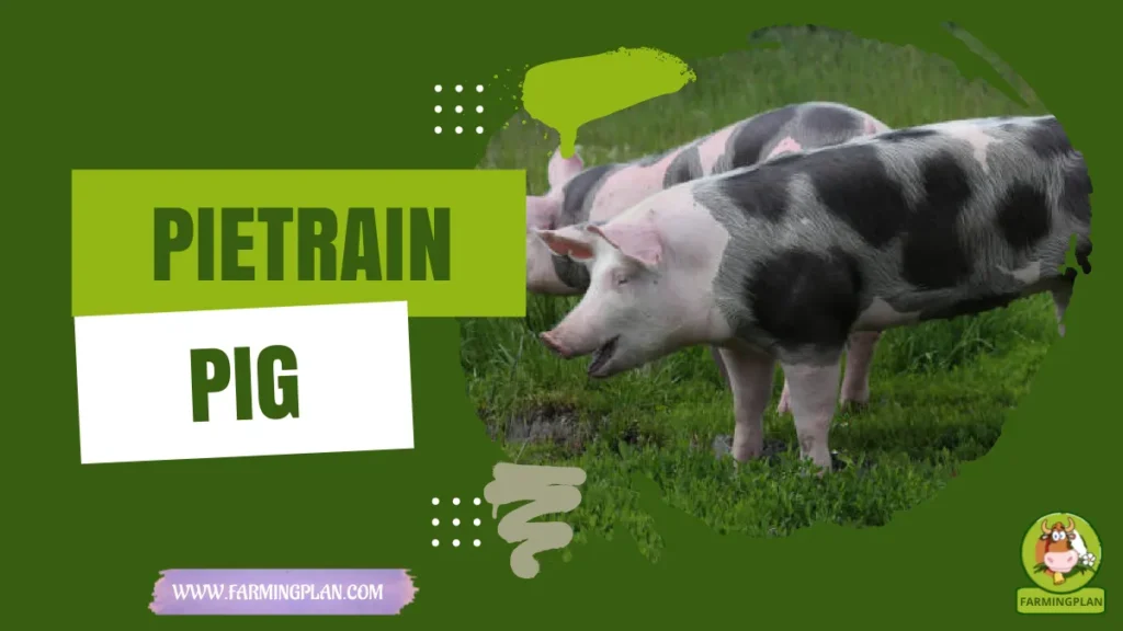 Pietrain Pig