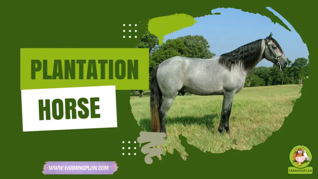 plantation horse