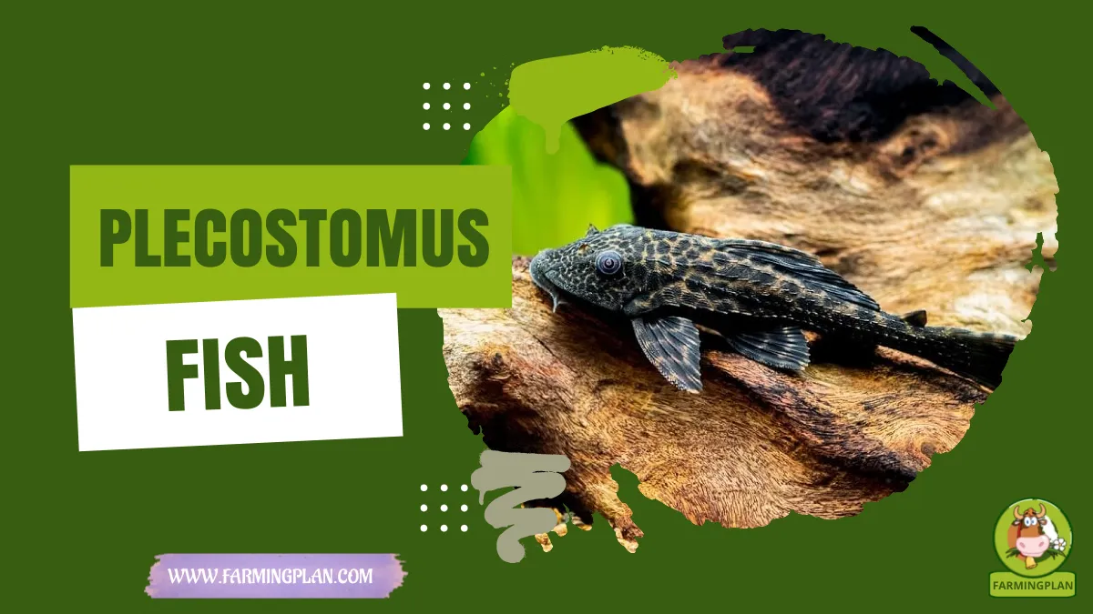 plecostomus fish