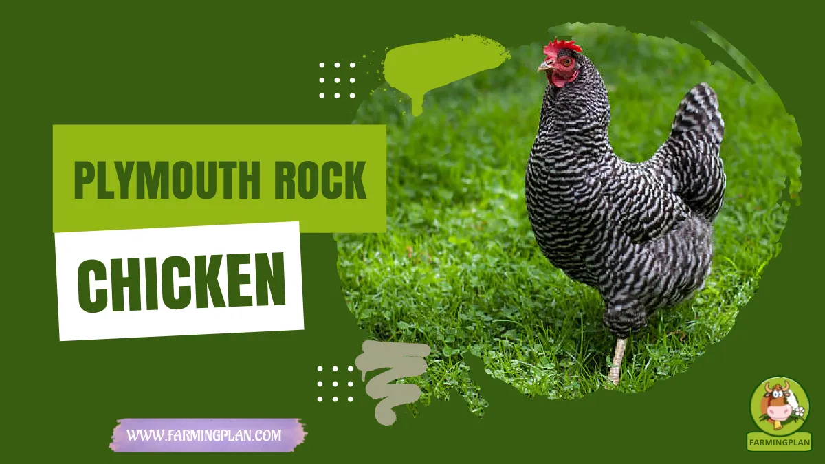 plymouth rock chicken