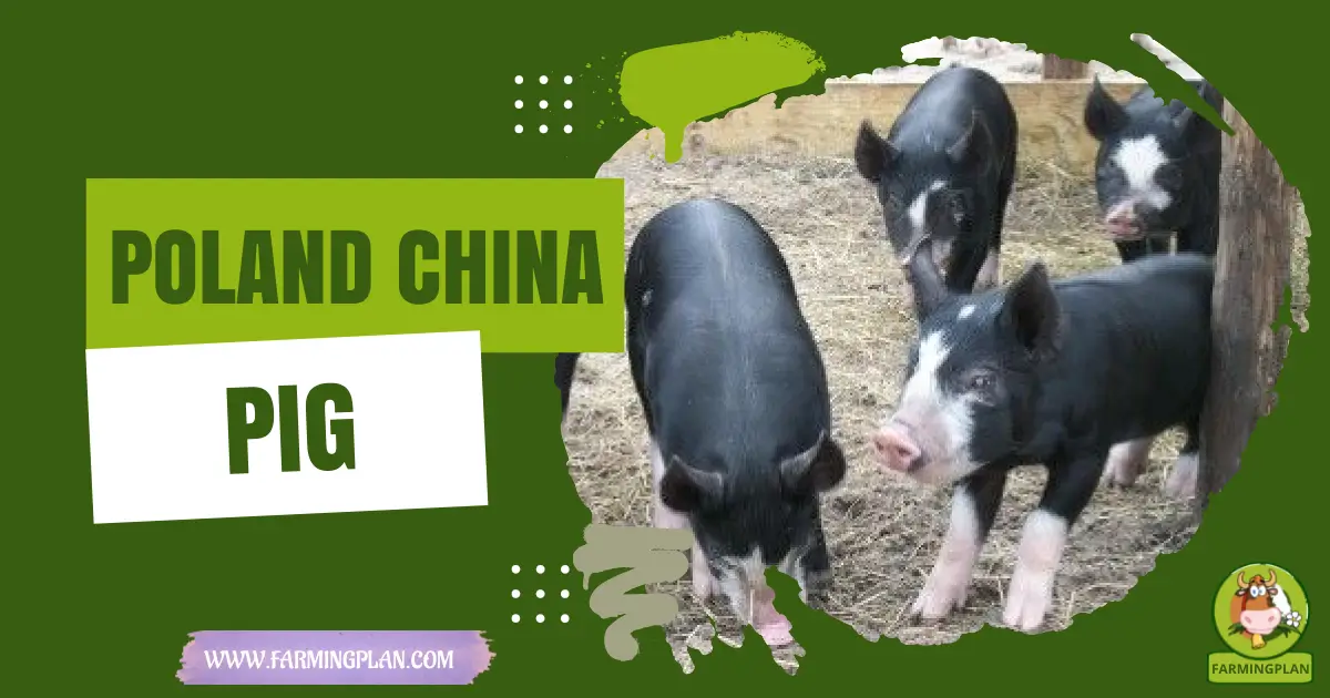 poland china pig