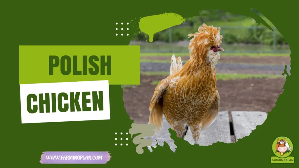 polish chicken