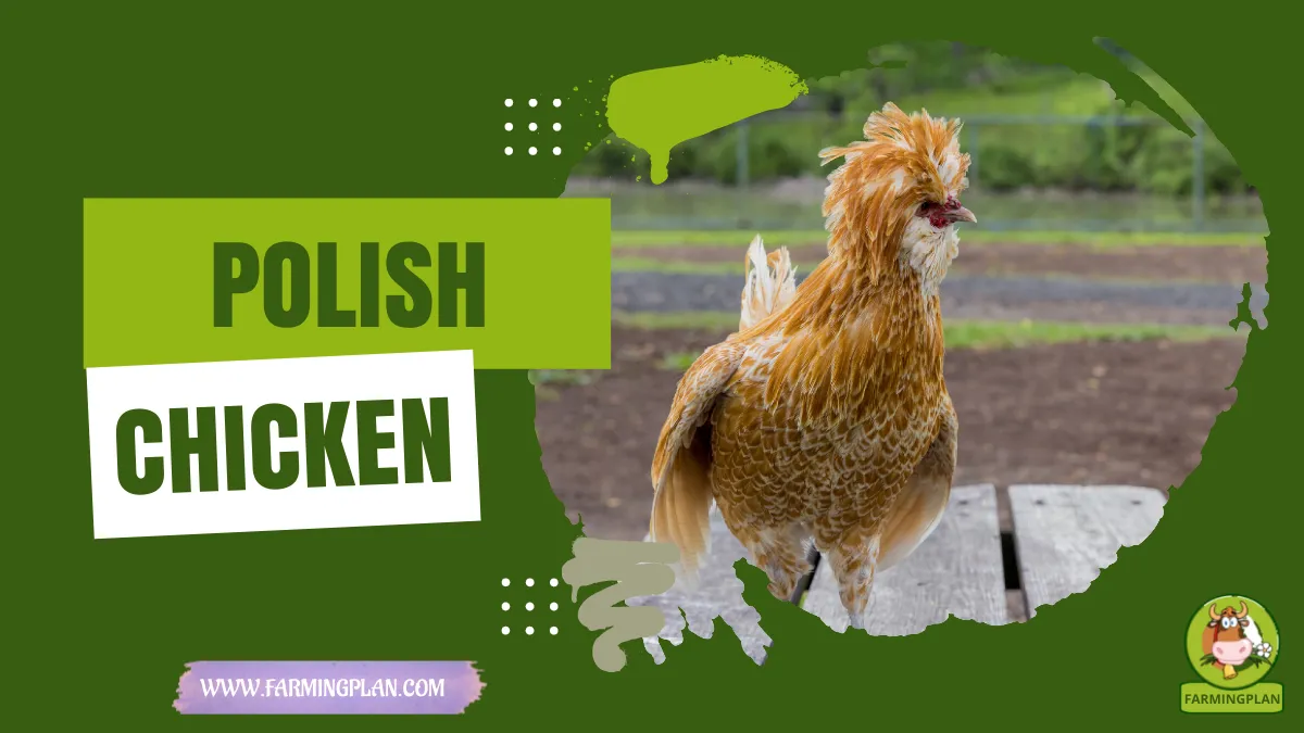 polish chicken