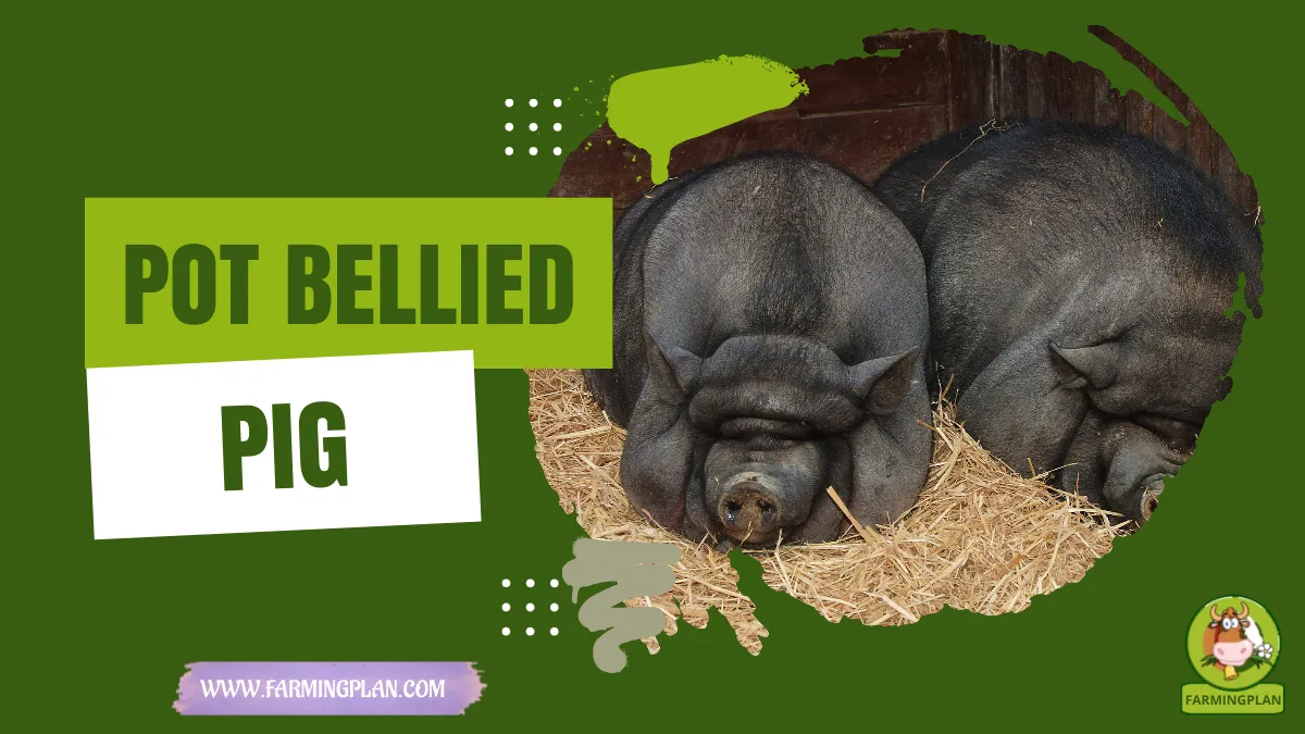 pot bellied pig