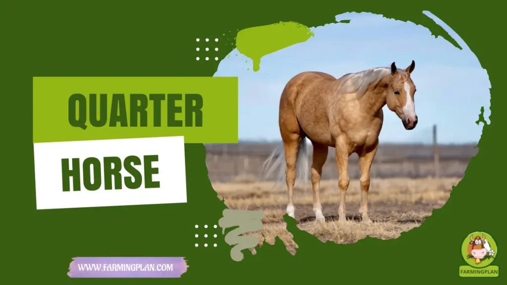 Quarter Horse