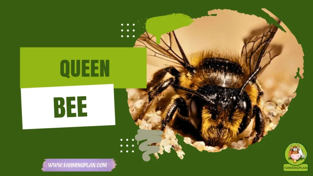 Queen Bee