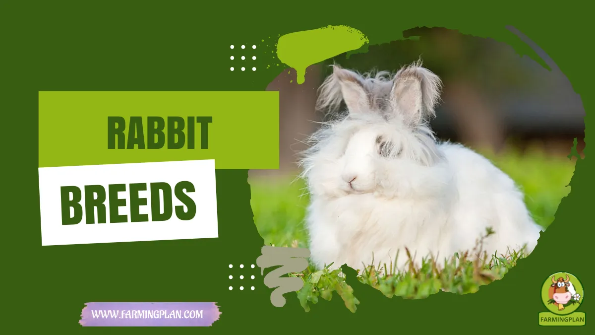 rabbit breeds