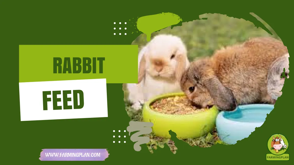 Rabbit Feed: A Guide For Healthy Eating | Farming Plan