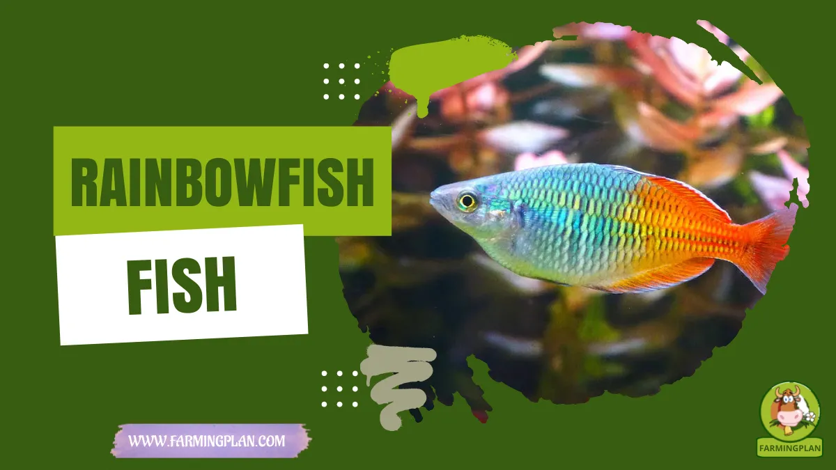 rainbowfish