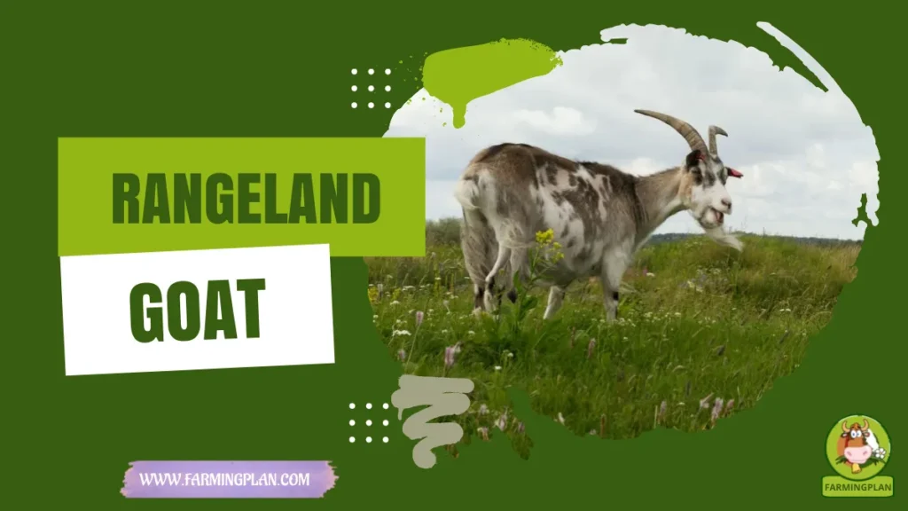 rangeland goat