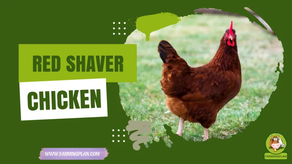 Red Shaver Chicken