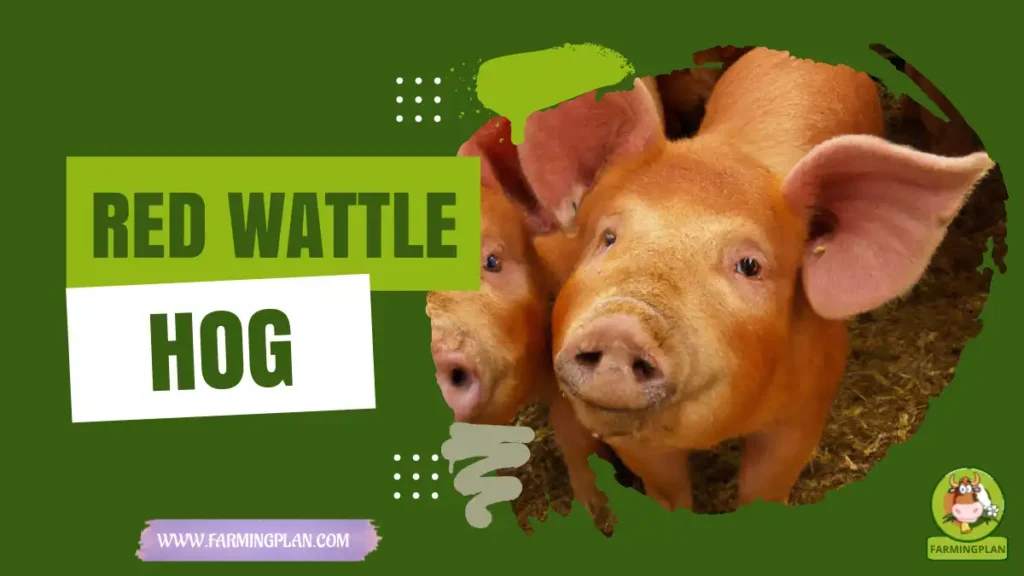 red wattle hog