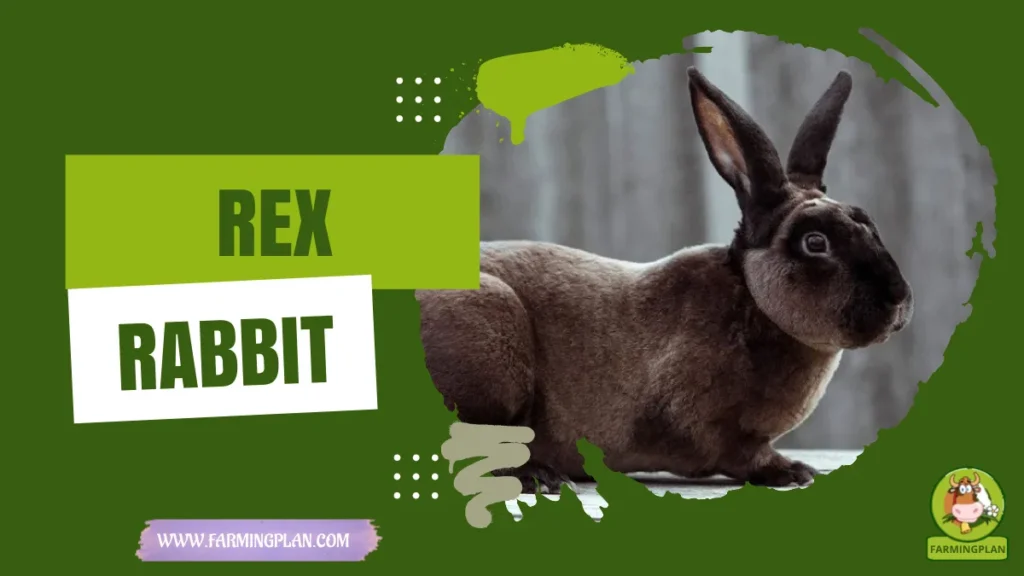 rex rabbit