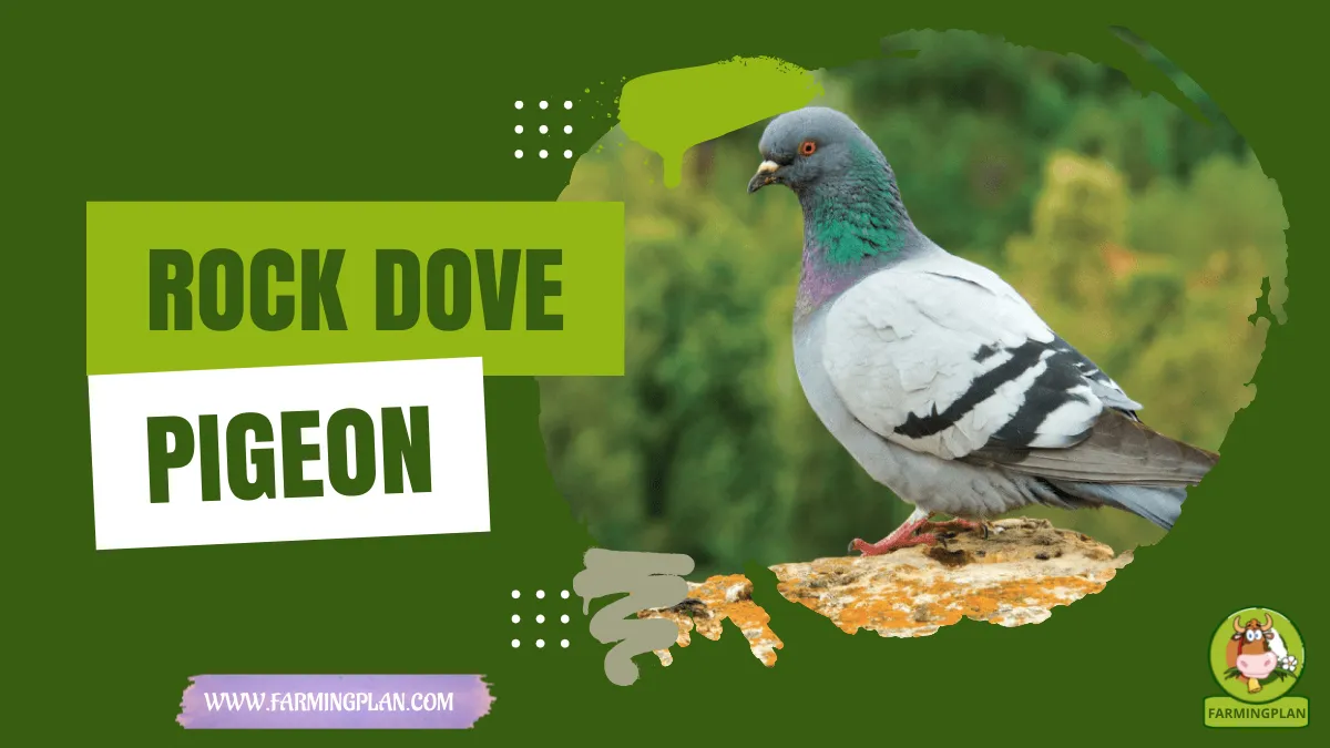 rock dove pigeon