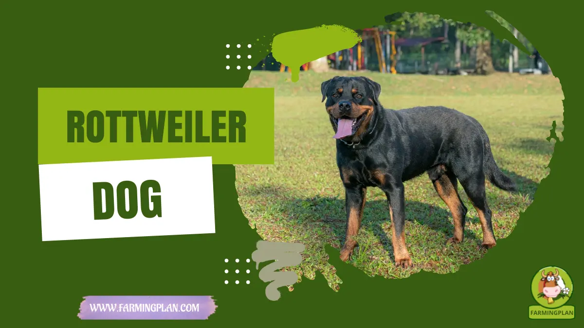 Rottweiler Dog