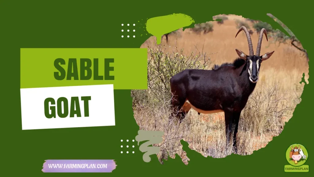 Sable Goat