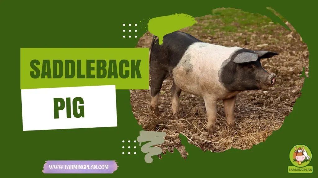 saddleback pig