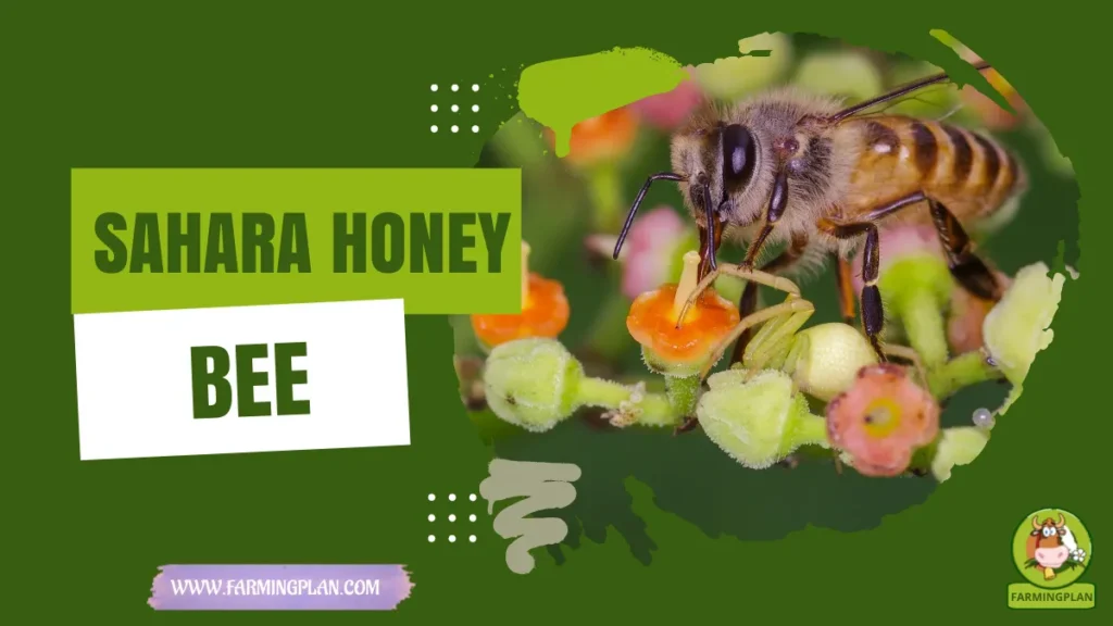 Sahara Honey Bee