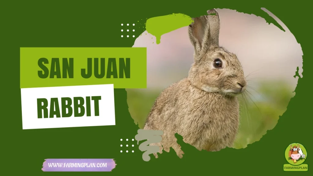 san juan rabbit