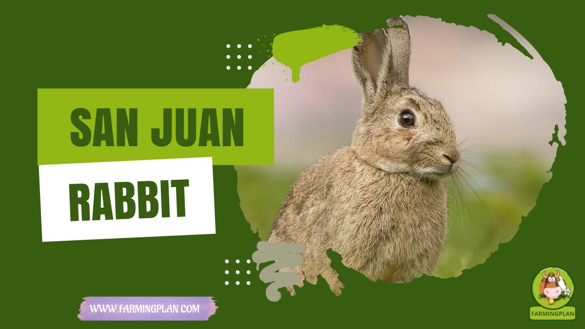 san juan rabbit