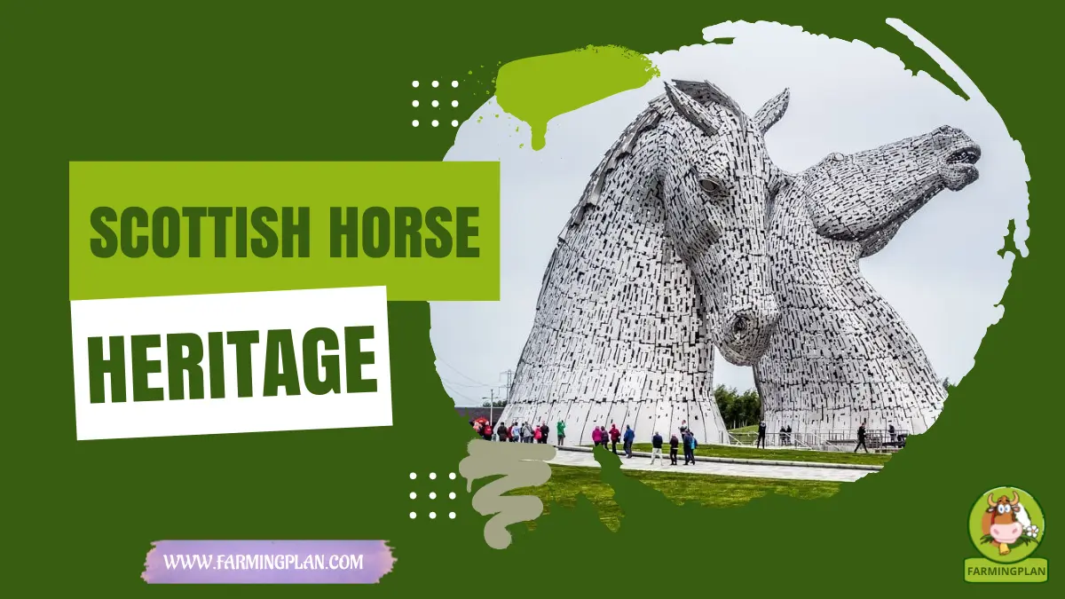scottish horse heritage