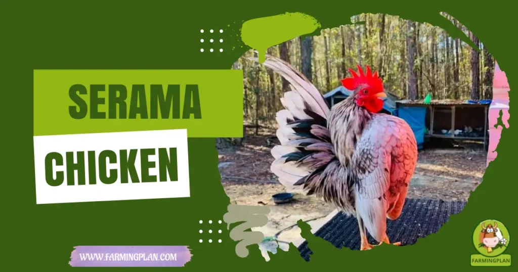 Serama Chicken