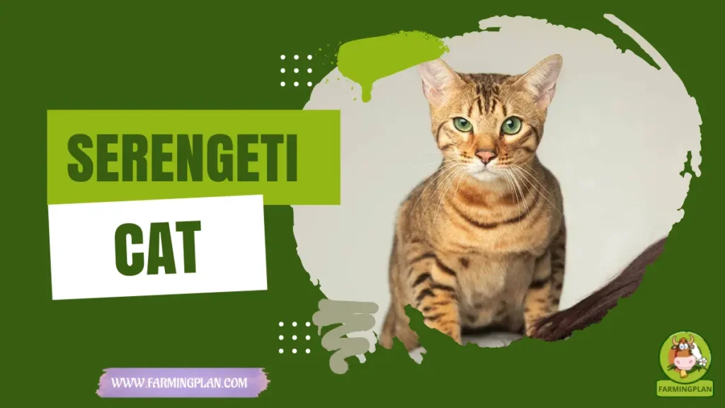 serengeti cats