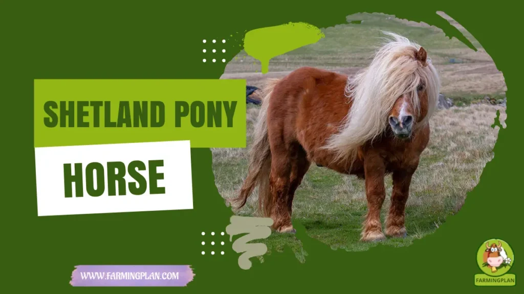 Shetland Pony Horse