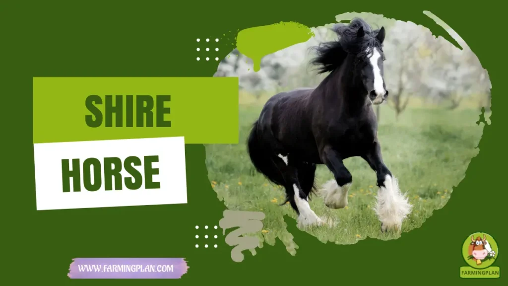 Shire Horse