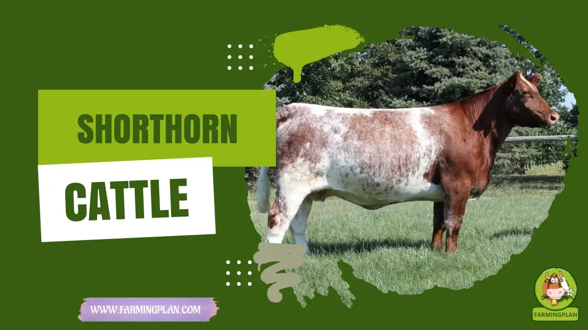 Shorthorn Cattle