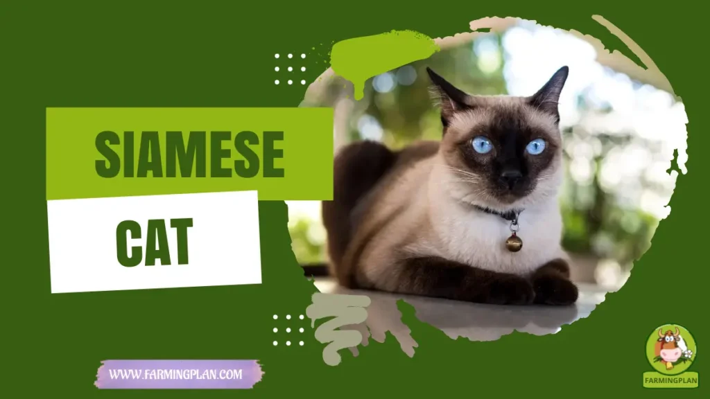 Siamese Cats