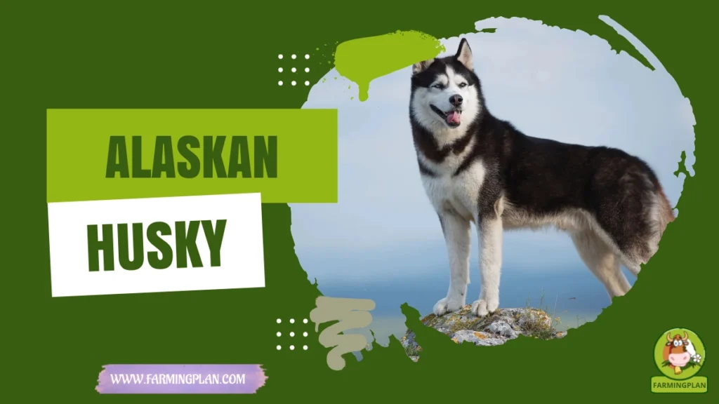 siberian husky