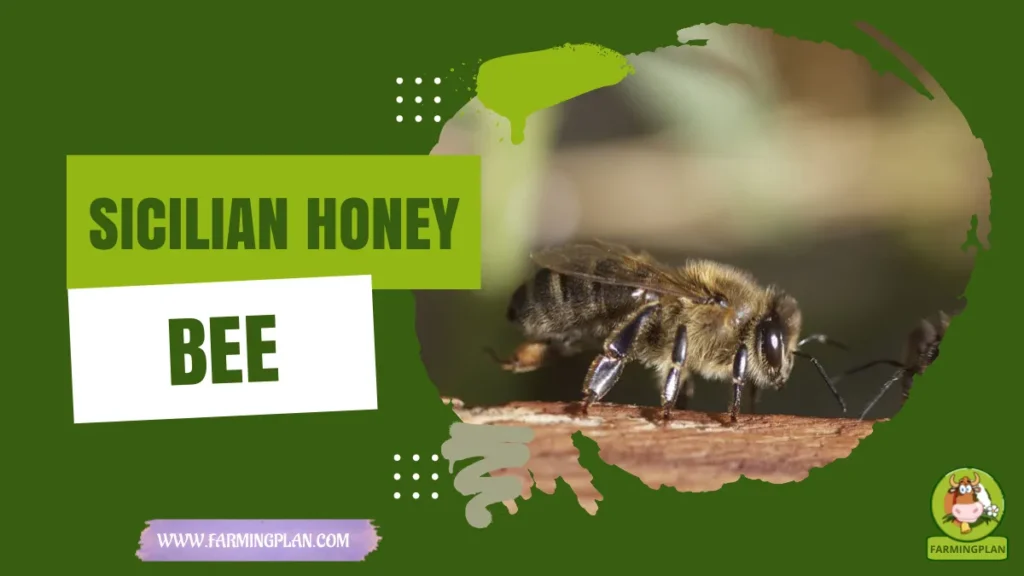 sicilian honey bee