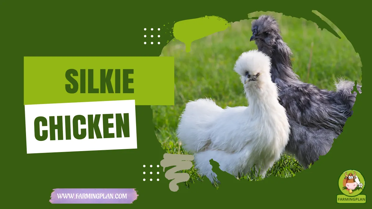 silkie chicken