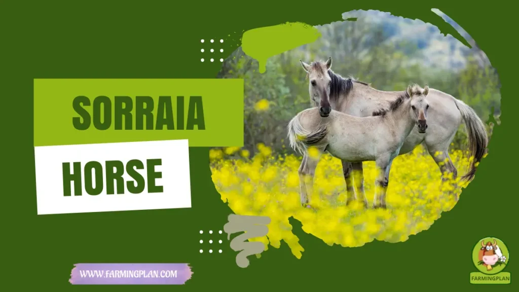 sorraia Horse