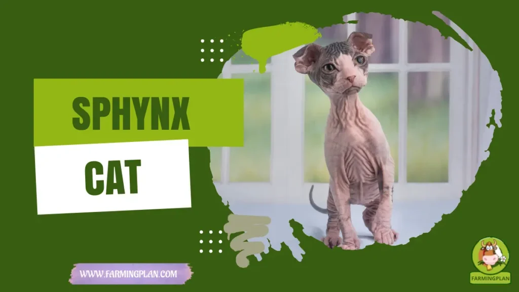 Sphynx cats