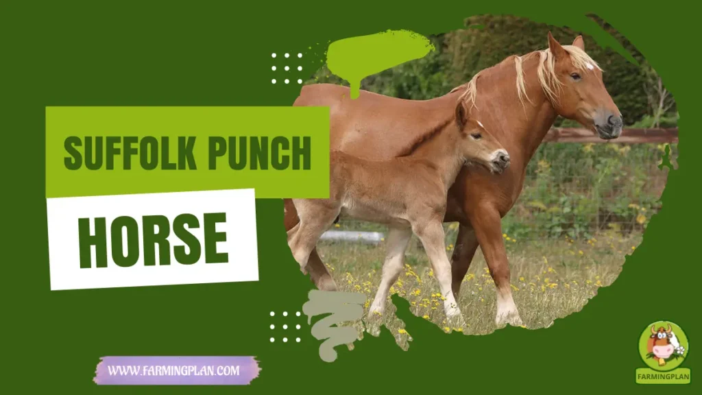 suffolk punch horse