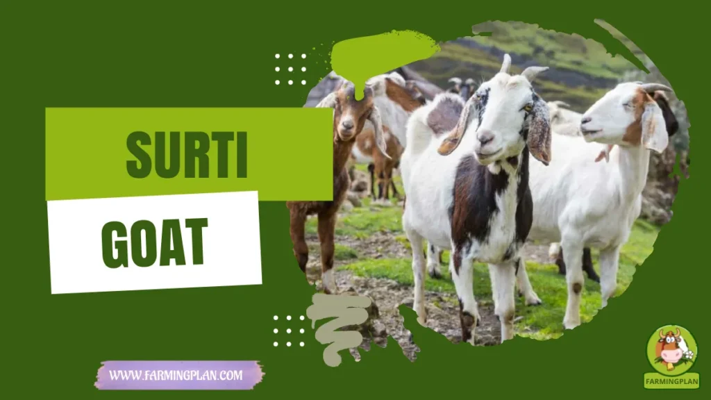 Surti Goat