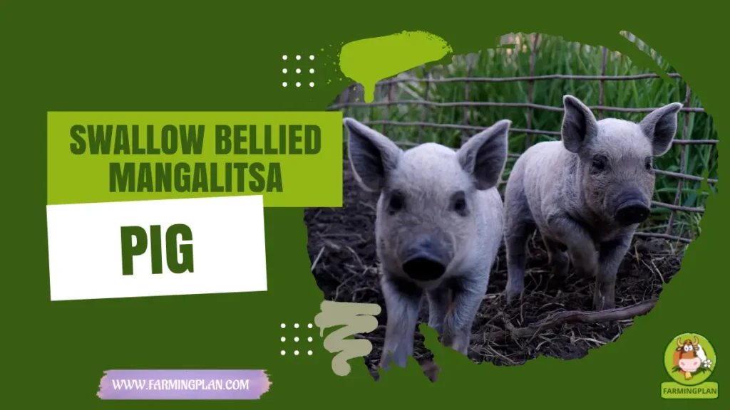 Swallow-bellied Mangalitsa Pig