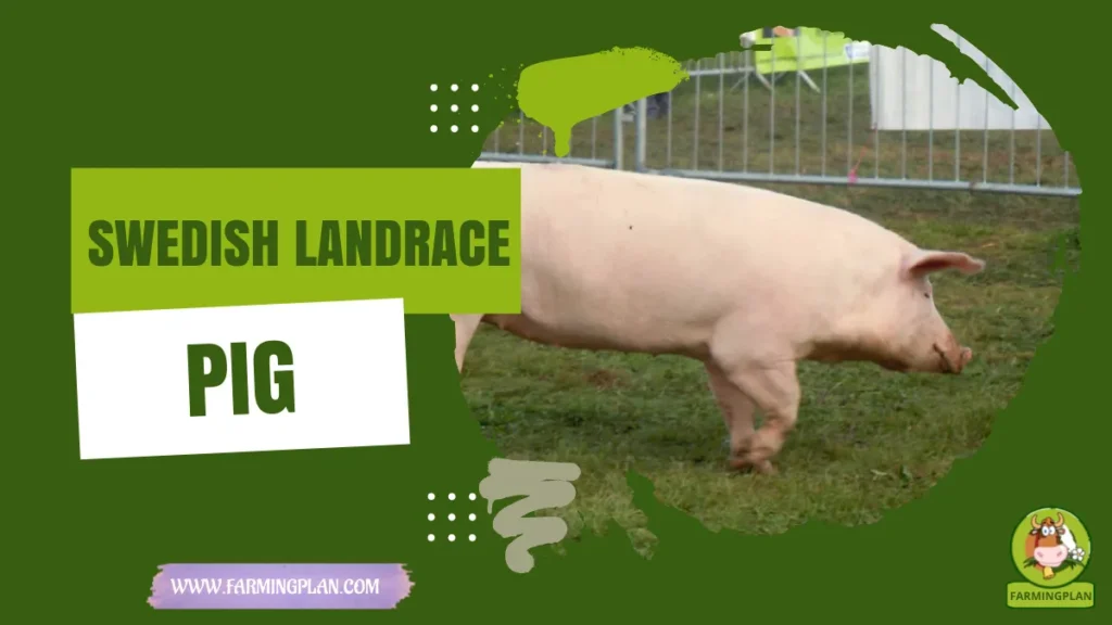 swedish landrace pig