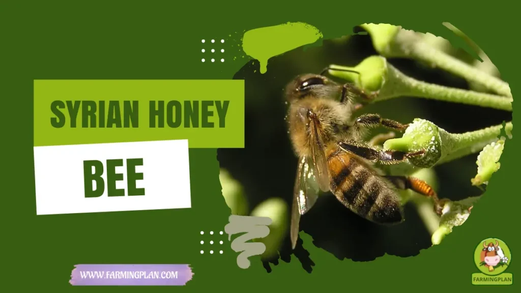Syrian Honey Bee