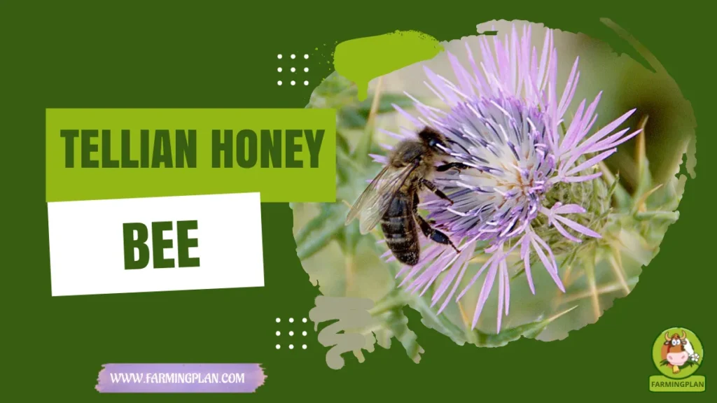 Tellian Honey Bee