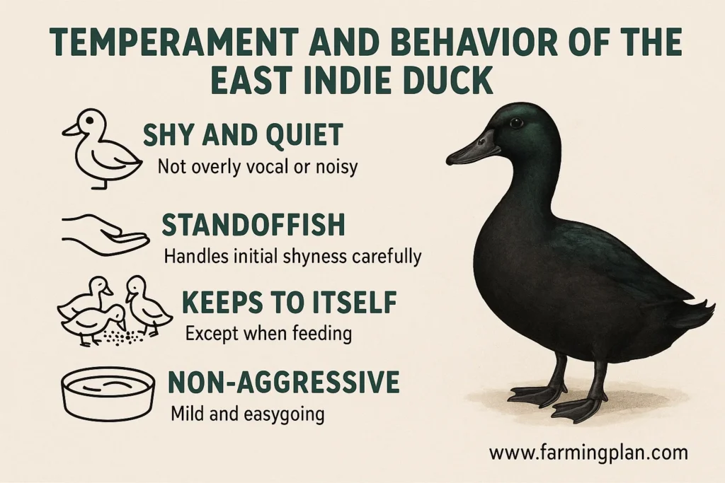 temperament and behavior of the east indie duck