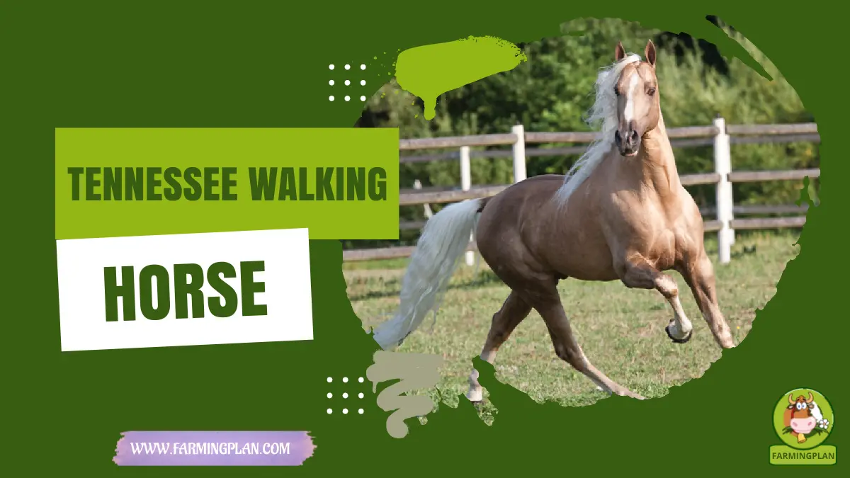 tennessee walking horse