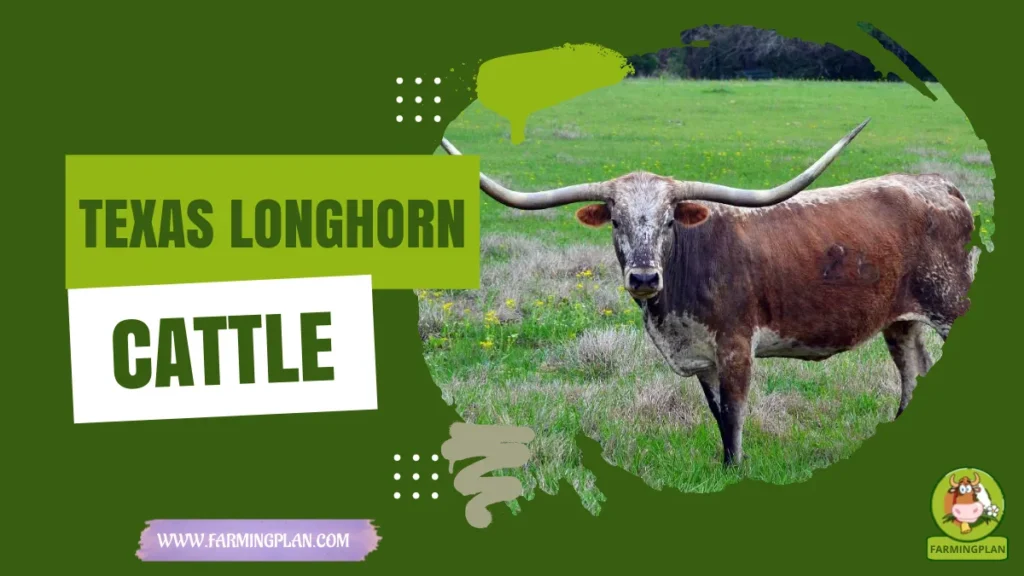 texas longhorn