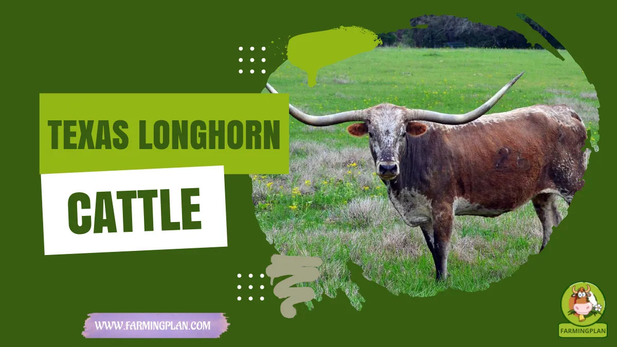 texas longhorn