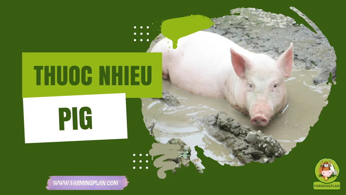 thuoc nhieu pig