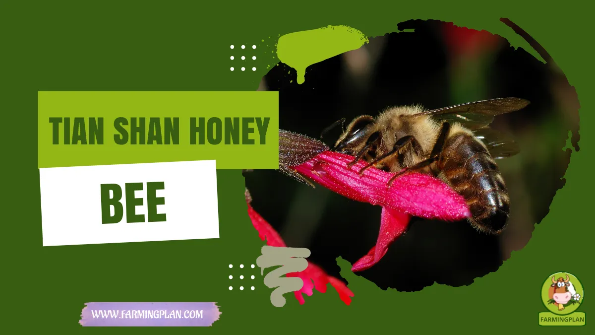 tian shan honey bee